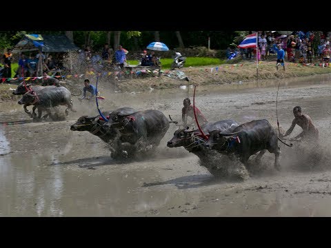Start Video Buffalo Racing Chonburi 