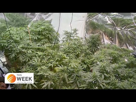 Start Video Cannabis became legal 2021 
