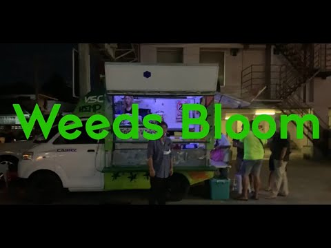Start Video Chiang Mais first weed truck 