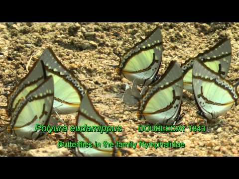 Die Schmetterlinge von Chiang Mai - Chiang Mai Video