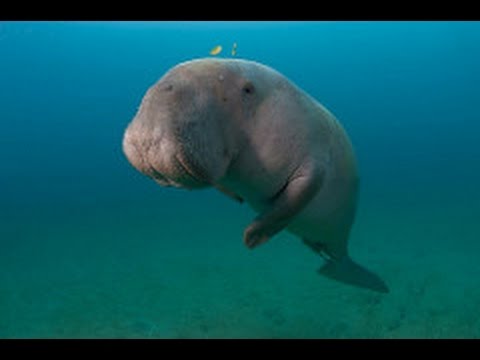 Start Video Dugong and Seagrass Conservation Project 