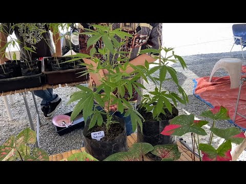 Start Video Hanfpflanzen in der Gärtnerei 