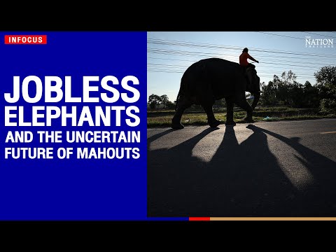 Start Video Jobless elephants 