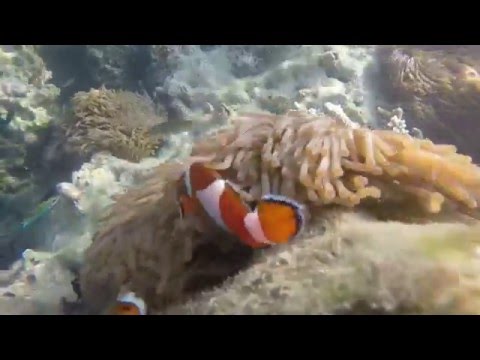 Start Video Koh Kradan - Neulich am Strand Baden + Strand