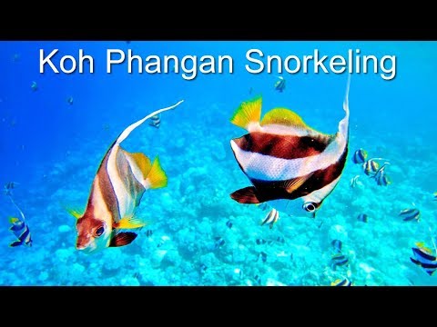 Koh Phangan Snorkeling - Koh Samui Video