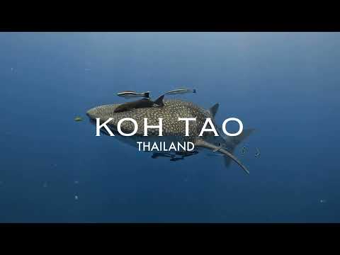 Koh Tao diving Aug 2025.- Unglaublich - Koh Samui Video