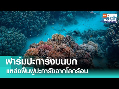 Start Video Korallenzucht in Thailand 