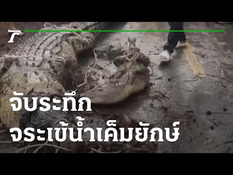 Start Video Krokodile in Ban Si Thong  