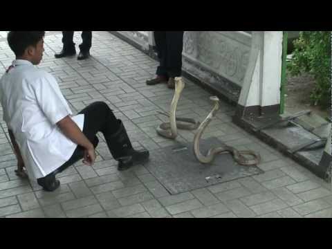 Pasteur-Institut Snake Farm - Bangkok Video