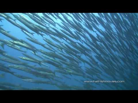 Sail Rock - der schönste Tauchspot - Koh Samui Video