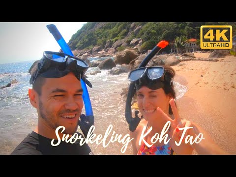 Shark Bay and Turtles - Koh Tao - Koh Samui Video