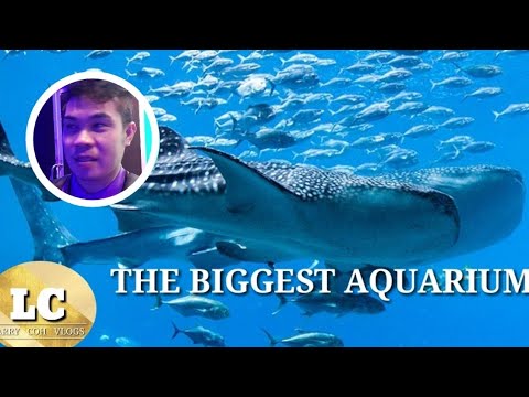 Start Video Süsswasseraquarium am Bung Boraphet 