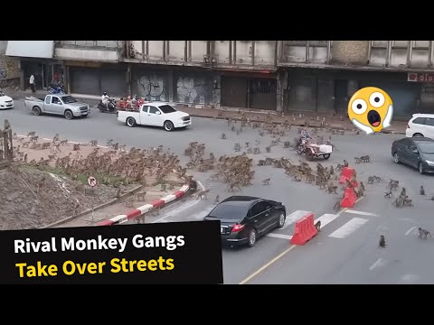 Start Video Swarm of starving wild monkeys 