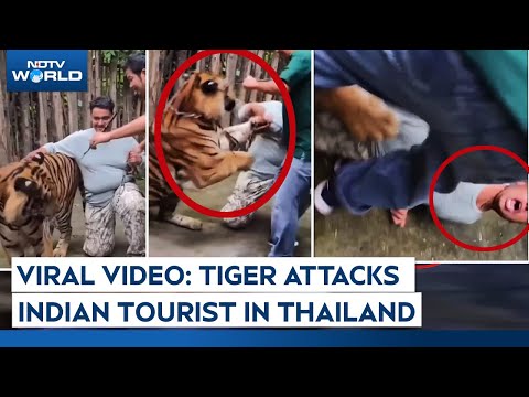 Start Video Tourist im Tiger-Kingdom attackiert 