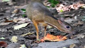 Wildtiere im Kaeng Krachan National Park - Hua Hin / Cha Am Video