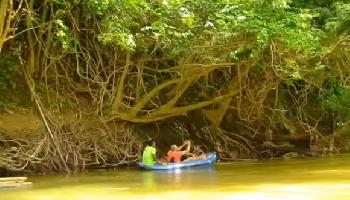 Start Video Mit dem Kajak auf dem Khao Sok River durch den Dschungel 