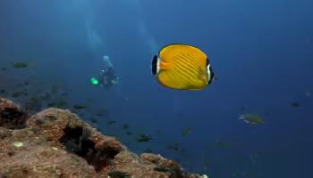 Eindrucksvolle Fischschwärme am Sail Rock Samui - Koh Samui Video