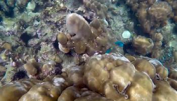 Schnorcheln vor Coral Island Phuket - Phuket Video