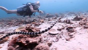 Sea Something - Tolles Tauchvideo 15 min - Koh Samui Video