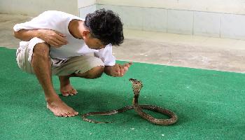 Start Video Pasteur-Institut Snake Farm 