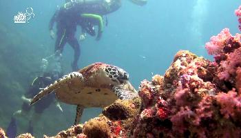 Farbenpacht und Artenvielfalt -  PhiPhi Dive - Krabi Video