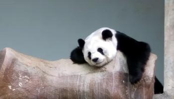 Panda in Chiang Mai Zoo - Chiang Mai Video