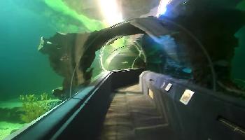 Aquarium im Chiang Mai Zoo - Chiang Mai Video