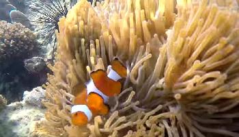 Koh Kradan - Neulich am Strand - Krabi Video
