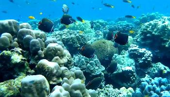 Schnorcheln Surin Islands - Khao Lak Video