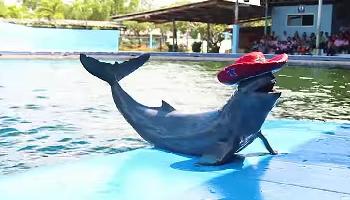 Irawaddy Delfin bei der 